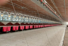 Attrezzature avicole usate in vendita