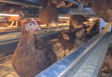 Metodi di distribuzione del mangime Facco