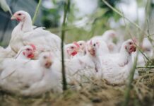 Ridurre l’impatto ambientale con la proteasi