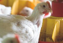 Classificazione degli anticoccidici