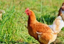 Appunti di scienza: il benessere animale secondo l’ISZVe