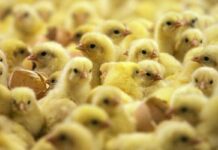 Regione Lombardia estende all’avicoltura il bando sul credito di funzionamento