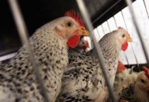 Revisione della legislazione attuale sul trasporto degli animali vivi