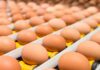 Ucraina: boom export uova nel 2025 (+66%), l’Italia secondo importatore di ovoprodotti