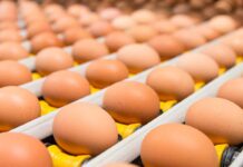 Ucraina: boom export uova nel 2025 (+66%), l’Italia secondo importatore di ovoprodotti