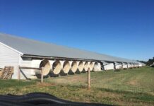 Riscaldamento e ventilazione negli allevamenti di polli da carne