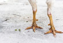 Parliamo dell’importanza del calcio