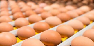 Ucraina: boom export uova nel 2025 (+66%), l’Italia secondo importatore di ovoprodotti