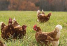 Influenza aviaria e sicurezza delle uova: la vaccinazione può essere la chiave?