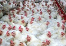 Influenza aviaria H5N1: tre focolai in Bulgaria (Rakovski, Plovdiv). Coinvolti 28.000 capi, istituiti cordoni sanitari
