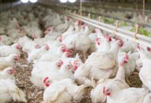 Distribuzione ed escrezione del fosforo nella dieta del pollo