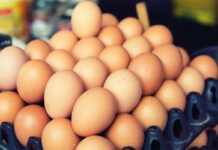 Modelli e dinamiche dell’industria avicola europea – Parte 1