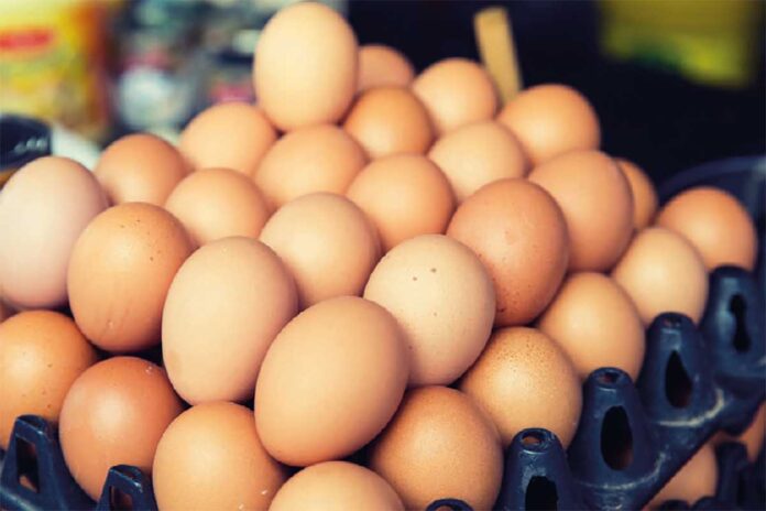 industria avicola europea galline ovaiole