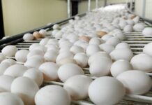 Patogenesi delle infezioni da Salmonella nelle uova