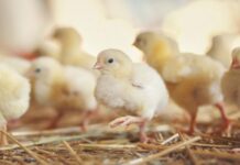 Lettiera incrostata a inizio ciclo: come minimizzarne la comparsa