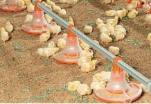 Big Dutchman a Fieragricola 2022 presenta le novità per il mercato italiano