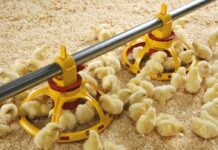 Intervenire in supporto degli allevatori italiani