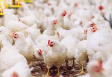 Assocarni, Coldiretti e MSD Animal Health al fianco degli allevatori per la nuova PAC