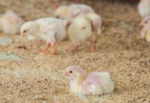 Esclusione Competitiva e condizionamento della microflora intestinale del pulcino