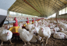 Controllo dell’assenza di materia organica dopo la pulizia: un passaggio essenziale per la salute intestinale dei broiler