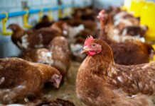 Densità dei nutrienti nella dieta e peso corporeo influenzano la produttività delle ovaiole