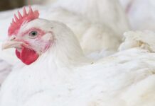 Effetto di due anticoccidici, ionoforo+nicarbazina su integrità intestinale e performance del broiler