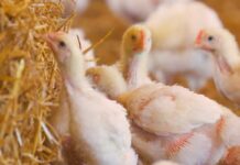 NetPoulSafe: online il sito del network tematico sulla biosicurezza