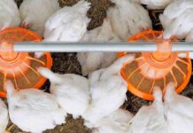 Nutrizione di precisione per ottenere una dieta equilibrata