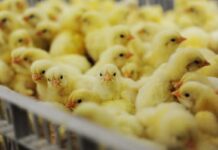 Vaccinazione contro l’aviaria: la scienza avanza, ora tocca alle istituzioni