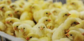 Vaccinazione contro l’aviaria: la scienza avanza, ora tocca alle istituzioni