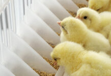 L’importanza di misurare il consumo idrico in pulcinaia