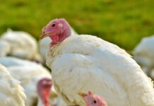 Dermatite nei tacchini: in che direzione stiamo andando?