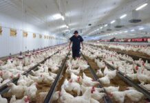 Buone pratiche e competenze sono essenziali per una produzione avicola sostenibile