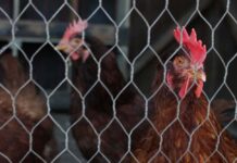 Controllo della coccidiosi con i test AST