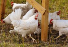 Vaccinazione contro la Salmonella