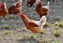 Ridurre l’escrezione durante l’ovodeposizione