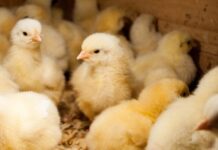 Da Israele il sistema per cambiare sesso ai pulcini in-ovo