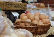 Effetti dei vari sistemi di produzione sul benessere delle ovaiole – Parte 2