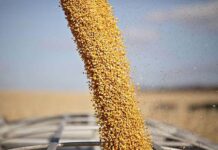 Digeribilità dell’amido negli avicoli