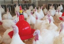 Controllo e soluzioni per il problema delle micotossine nei mangimi