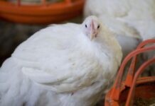 Modelli e dinamiche dell’industria avicola europea