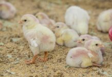 Effetto del Balancius® sull’equilibrio del microbiota di polli e tacchini