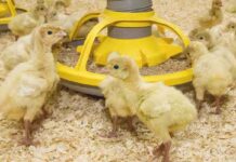 Efficacia della fitasi nel tacchinotto rispetto al pulcino