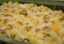 La Spagna adotterà tecnologie per evitare l’abbattimento dei pulcini maschi