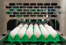 Nel 2022 prospettive di sviluppo per il settore uova a livello internazionale