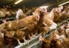 Filiera delle uova: l’IZSVe punta su machine learning e tecnologie omiche per migliorare sostenibilità e salute animale