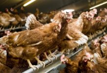 Effetti dei vari sistemi di produzione sul benessere delle ovaiole – Parte 1