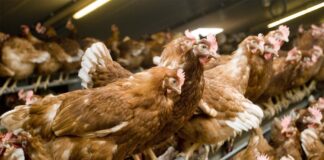 Filiera delle uova: l’IZSVe punta su machine learning e tecnologie omiche per migliorare sostenibilità e salute animale