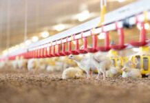 Nuove tecnologie per il settore avicolo al Fieravicola Poultry Forum