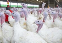 Ottimizzare lo stato immunitario del tacchino con una corretta vaccinazione